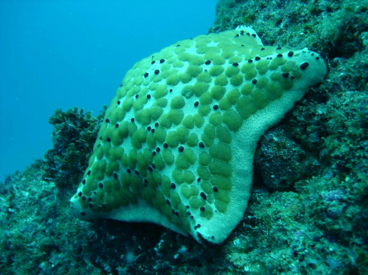 Starfish, Aliwal Shoal, South Africa