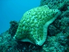 Starfish, Aliwal Shoal, South Africa