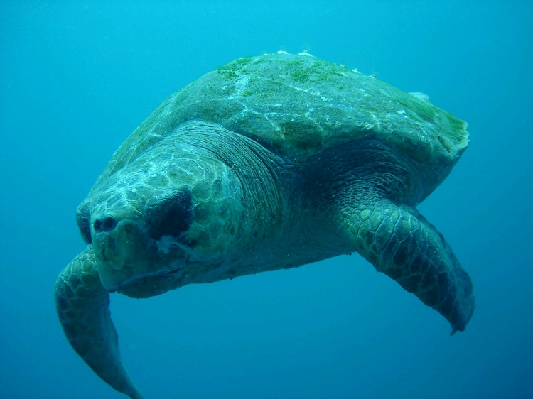 Turtle returning from the surface after a breath of air. Aliwal Shoal, South Africa