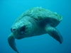 Turtle returning from the surface after a breath of air. Aliwal Shoal, South Africa