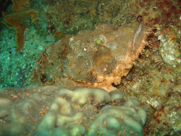 Scorpionfish, Aliwal Shoal, South Africa