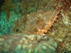 Scorpionfish, Aliwal Shoal, South Africa