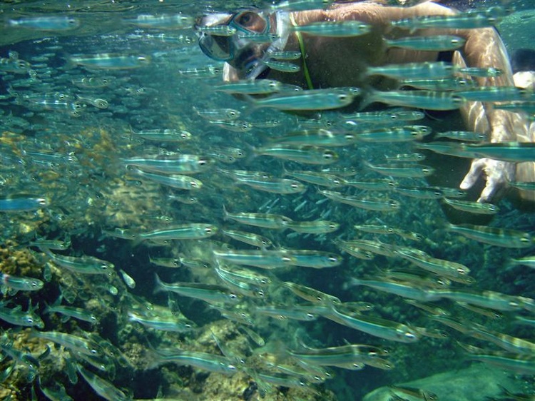 Snorkeling at Koh Tao, Thailand