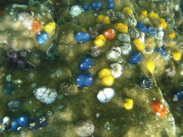 Christmas Tree Worms, Koh Tao, Thailand