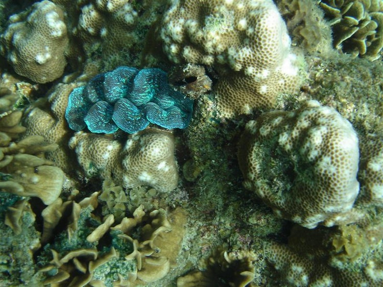 Giant Clam, Koh Tao, Thailand