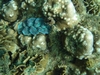 Giant Clam, Koh Tao, Thailand