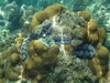 Giant Clams, Koh Tao, Thailand