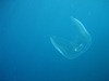 Jellyfish, Produce Wreck, Aliwal Shoal, South Africa