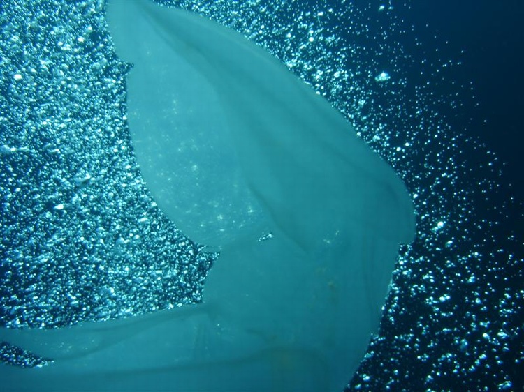 Weird photo of Jellyfish, Produce Wreck, Aliwal Shoal, South Africa