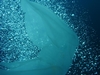 Weird photo of Jellyfish, Produce Wreck, Aliwal Shoal, South Africa