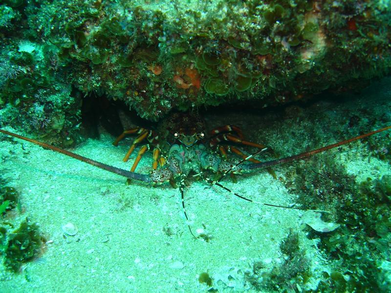 Lobster Hiding, Aliwal Shoal, Umkomaas, South Africa