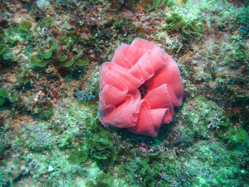 Nudibranch spawn ribbon, Aliwal Shoal, South Africa