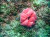 Nudibranch spawn ribbon, Aliwal Shoal, South Africa