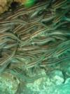 Striped Eel Catfish, Aliwal Shoal, South Africa