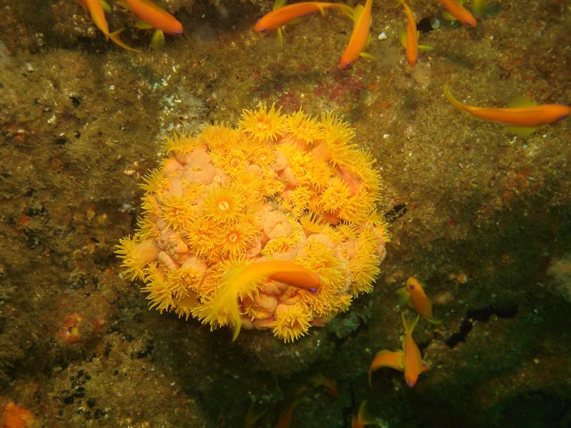 Turren Corals, Produce wreck, Aliwal Shoal, South Africa