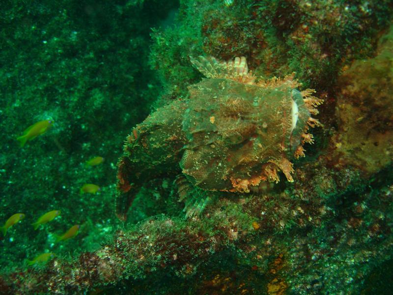 Scorpionfish, Produce wreck, Aliwal Shoal, South Africa