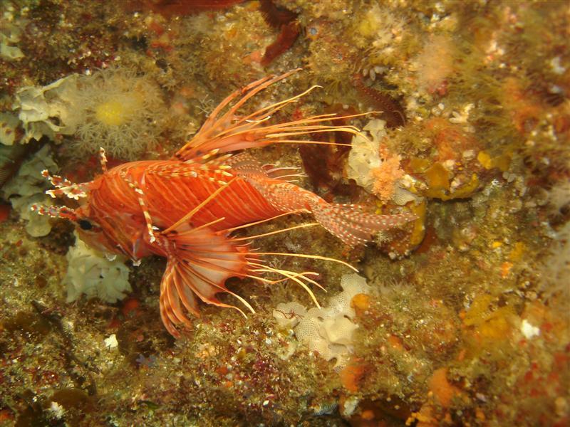 Broadbarred Firefish, Aliwal Shoal, South Africa