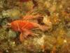 Broadbarred Firefish, Aliwal Shoal, South Africa