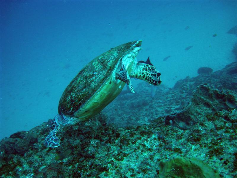 Turtle Braking!, Aliwal Shoal, South Africa