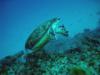 Turtle Braking!, Aliwal Shoal, South Africa