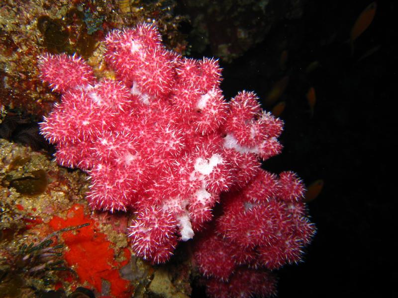 Thistle Soft Corals, Aliwal Shoal, South Africa