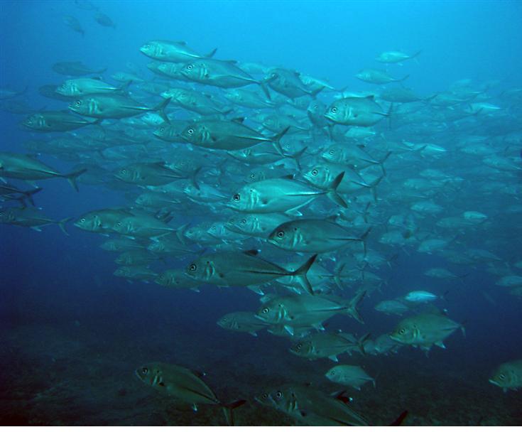 Kingfishes, Aliwal Shoal, South Africa