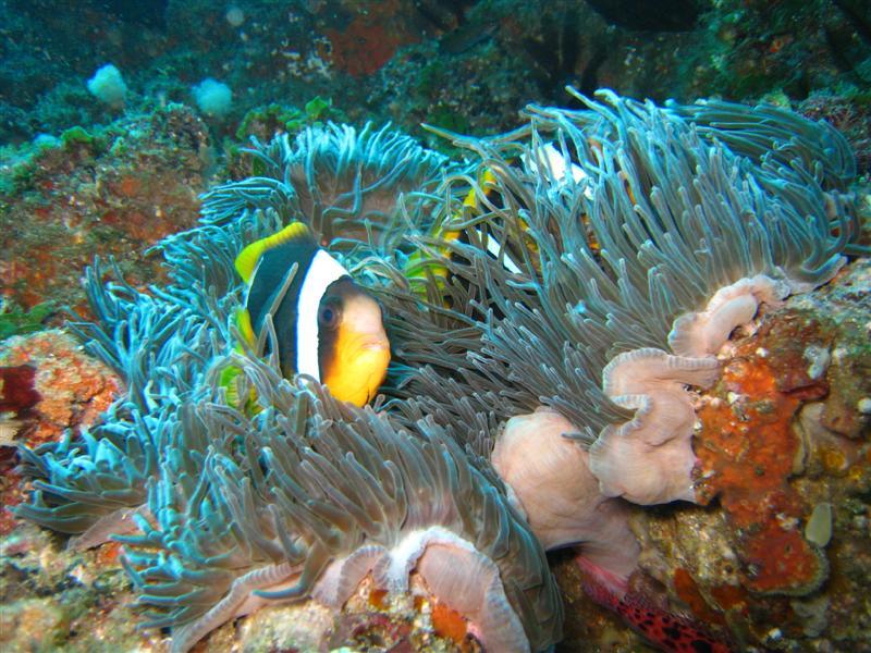 Twobar Clownfishes, Aliwal Shoal, South Africa