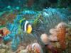 Twobar Clownfishes, Aliwal Shoal, South Africa