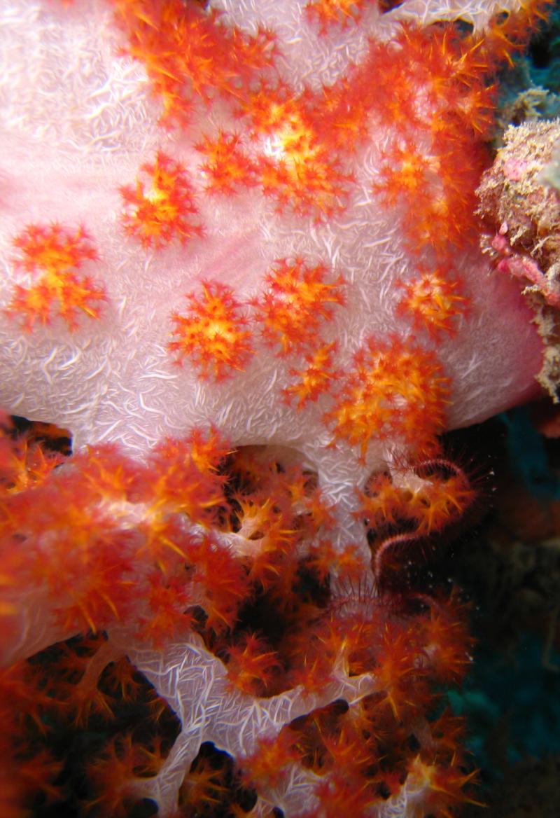 Soft Coral. Sipadan, Sabah, Borneo