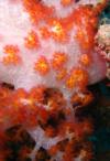 Soft Coral. Sipadan, Sabah, Borneo