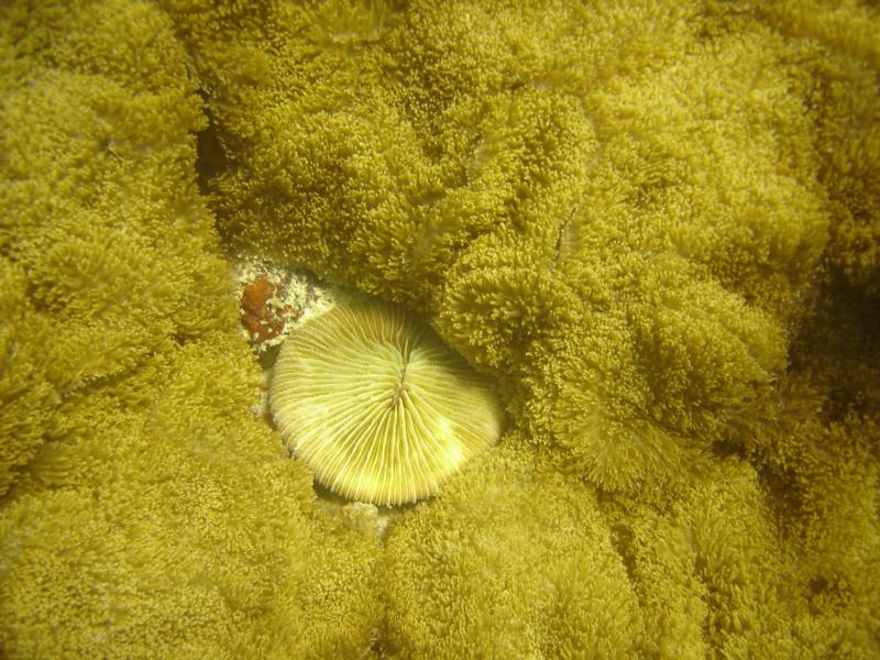 Mushroom Coral; Sipadan, Sabah, Borneo