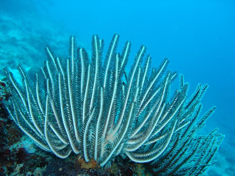 Feather Star; Bohayan, Sabah, Borneo