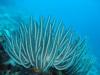 Feather Star; Bohayan, Sabah, Borneo