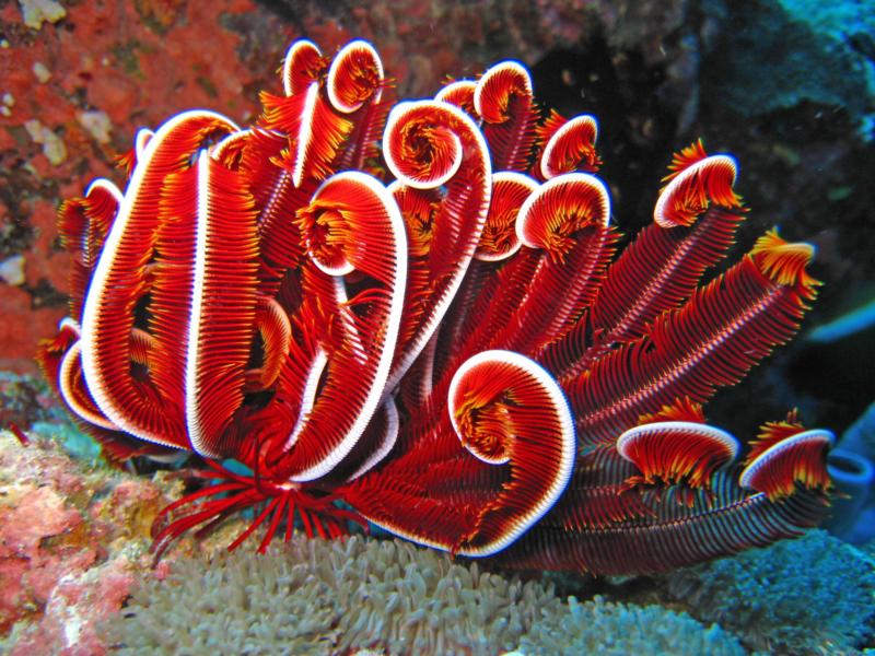 Feather Star; Bohayan, Sabah, Borneo