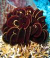 Feather Star; Bohayan, Sabah, Borneo