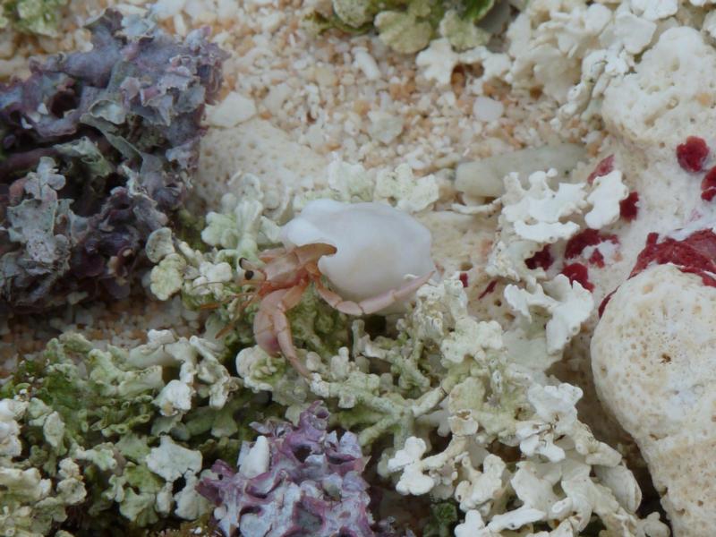 Ritidian beach hermit crab