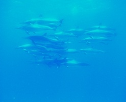 dolphins at Coco Head