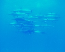 dolphins at Coco Head