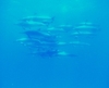 dolphins at Coco Head