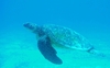 Honu at Koko Head