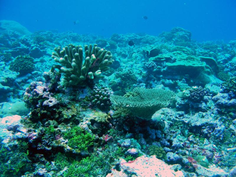 Tangiers Reef, Palmyra Atoll