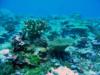 Tangiers Reef, Palmyra Atoll