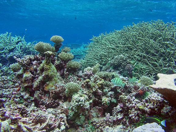Corals at Tortugonias reef