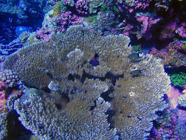 acropora at Penguin Spit, Palmyra