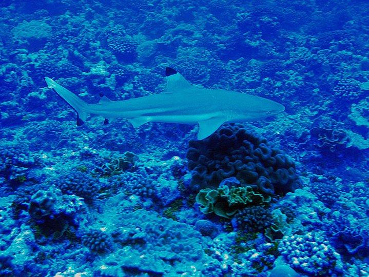 Blacktip, Palmyra Atoll National Wildlife Refuge