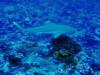 Blacktip, Palmyra Atoll National Wildlife Refuge