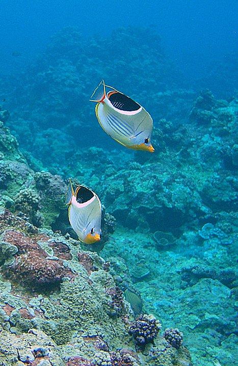 Saddleback Butterflies, Palmyra Atoll