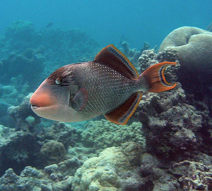 Yellow-margin Triggerfish, Palmyra Atoll