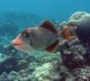 Yellow-margin Triggerfish, Palmyra Atoll