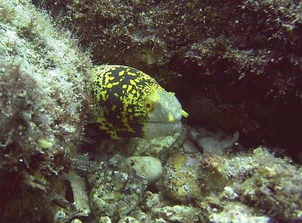 jeweled eel, La Paz